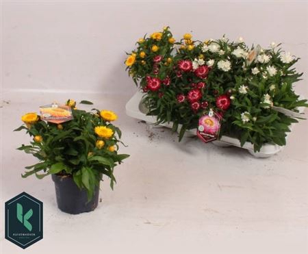 <h4>Helichrysum bracteatum mixkar</h4>
