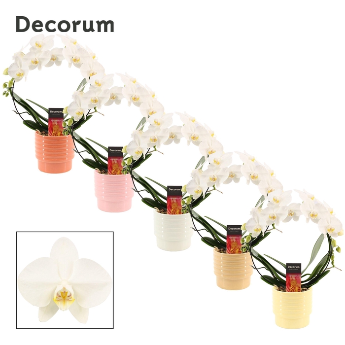 <h4>Phalaenopsis boog wit in Naemi (Sympathetic moods-collection)</h4>