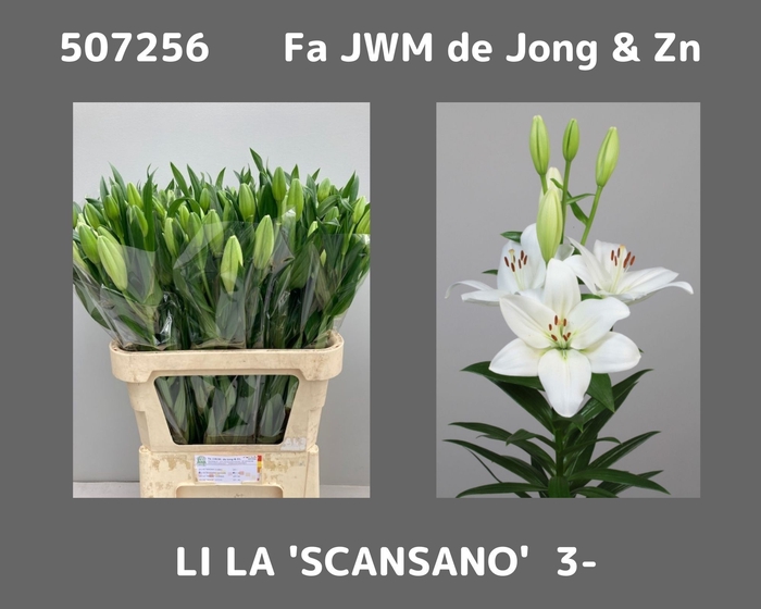 <h4>LI LA SCANSANO</h4>
