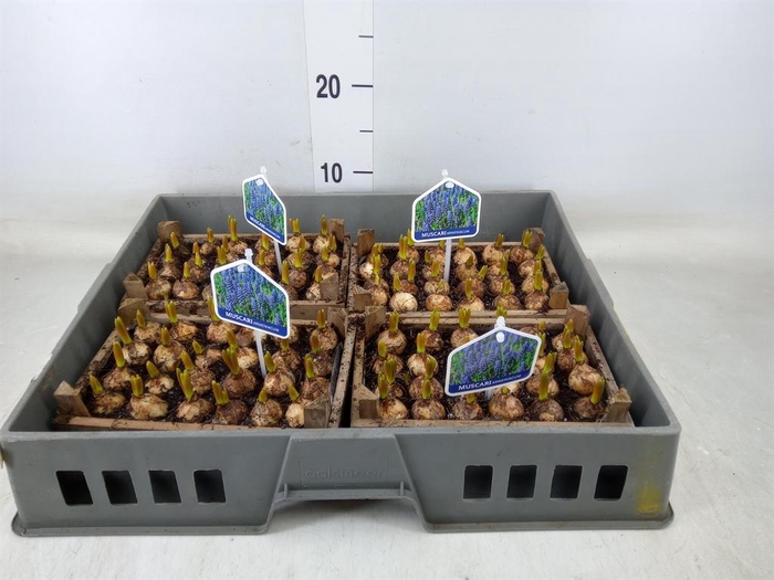 <h4>Arr.  Muscari L%</h4>