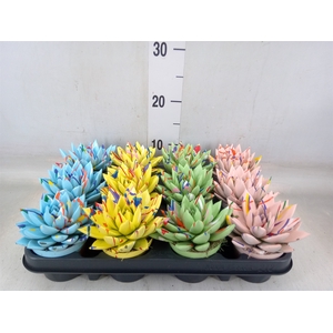 Echeveria  'Miranda'