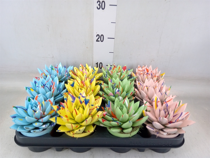 <h4>Echeveria  'Miranda'</h4>
