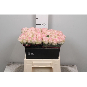 R Gr Avalanche Sorb+