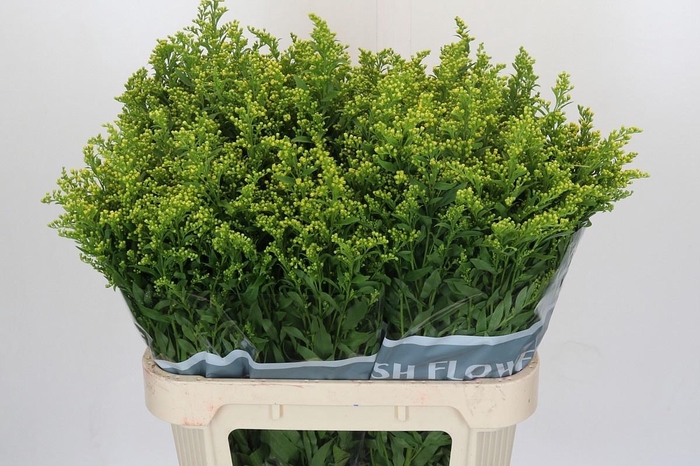 <h4>SOLI GOLDEN GLORY</h4>