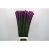 Liatris Callilepis