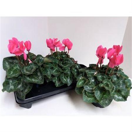 <h4>Cyclamen Gr Roze</h4>