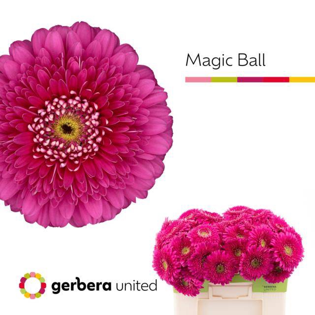 <h4>GE GB MAGIC BALL</h4>