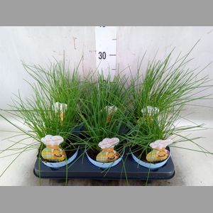 Allium schoenoprasum
