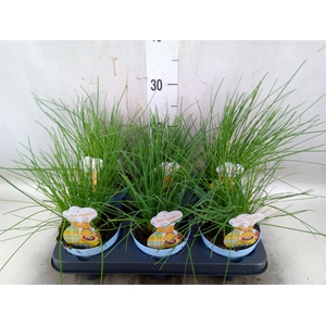 Allium schoenoprasum