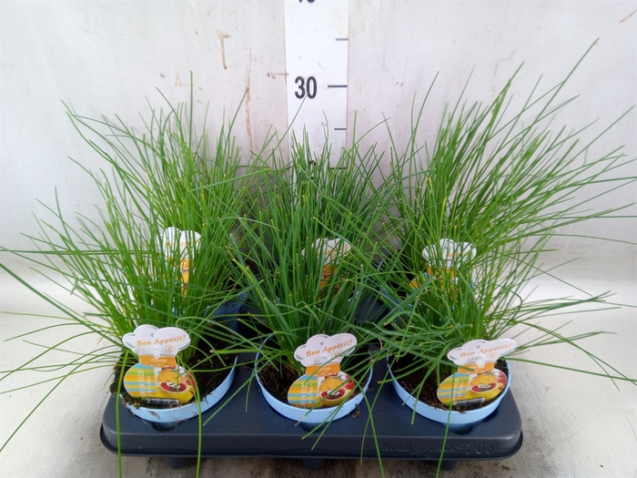 <h4>Allium schoenoprasum</h4>
