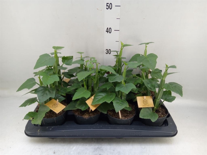 <h4>Cissus   ...</h4>