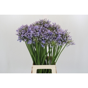 Agapanthus Silberpfeil