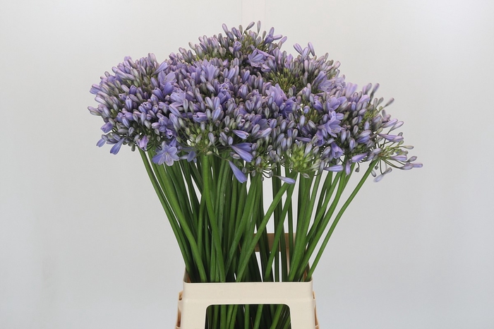 <h4>Agapanthus Silberpfeil</h4>