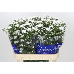 Aster Cassy