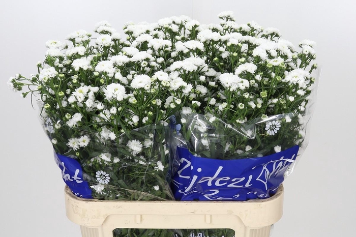 <h4>Aster Cassy</h4>