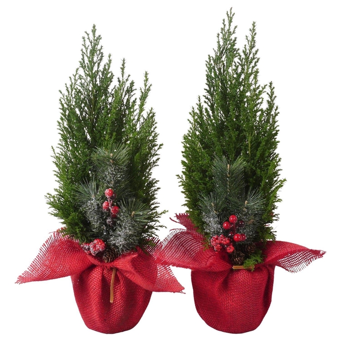 <h4>PTK25210 Ellwoodii in jute met decoratie</h4>