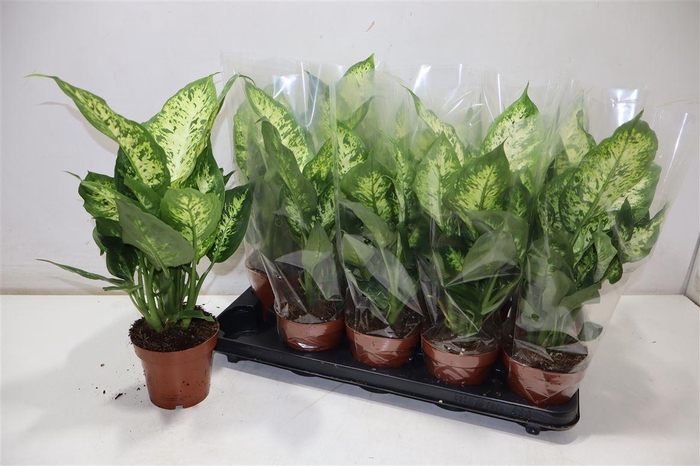 <h4>Dieff Compacta</h4>