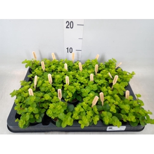 Peperomia rotundifolia