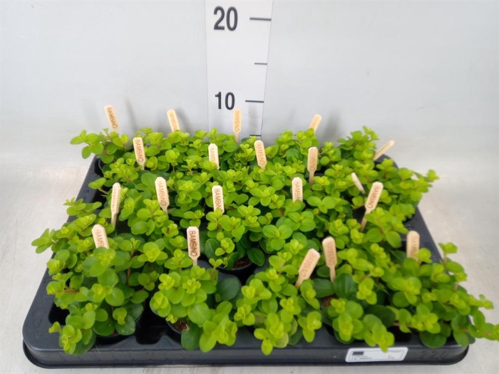 <h4>Peperomia rotundifolia</h4>