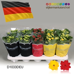 Kalanchoe Moments - Germany flag