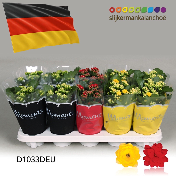 <h4>Kalanchoe Moments - Germany flag</h4>