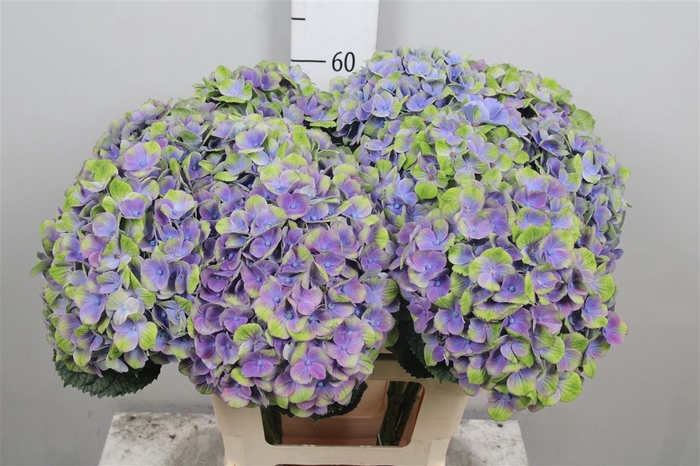 <h4>Hydr M Mag Amethyst Bl</h4>