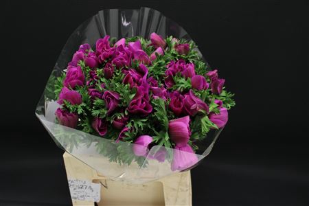 <h4>Anem Z Mistral Lila/orchid</h4>