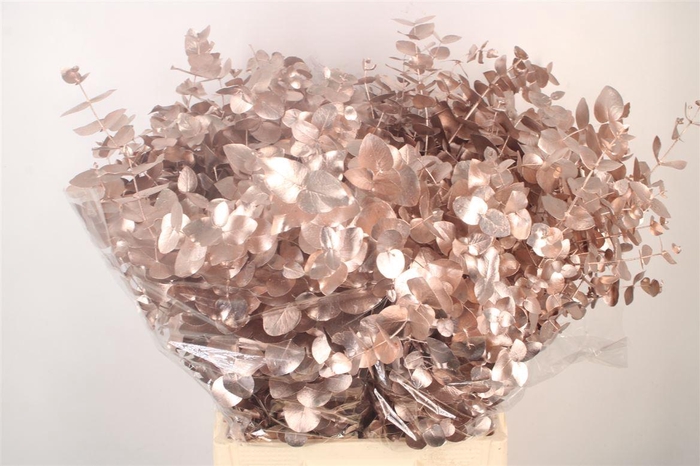 <h4>Euca Cin V Champagne 400 Gram</h4>