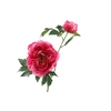 Paeonia Bud Beauty