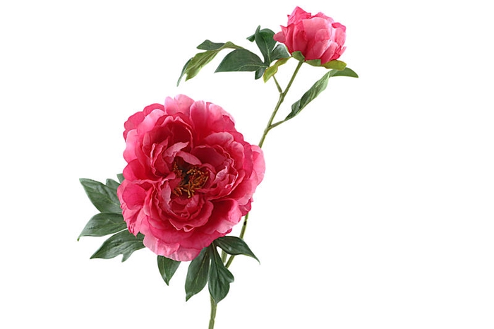 <h4>Paeonia Bud Beauty</h4>