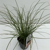 Carex 'Prairy Fire'