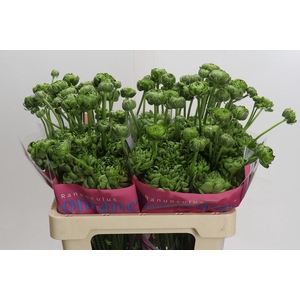 Ranunculus Romance Pomerol