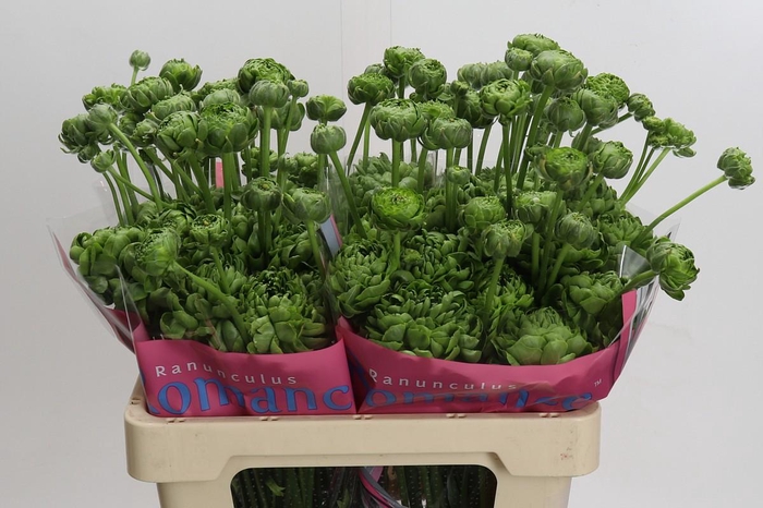 <h4>Ranunculus Romance Pomerol</h4>