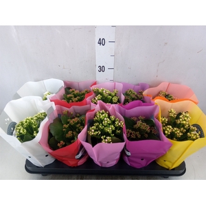 Kalanchoe blos.   ..rosebud rs fl 5