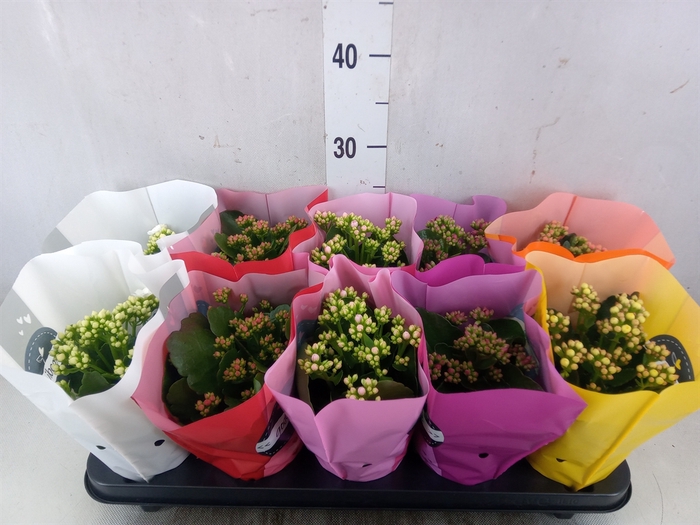 <h4>Kalanchoe blos.   ..rosebud rs fl 5</h4>
