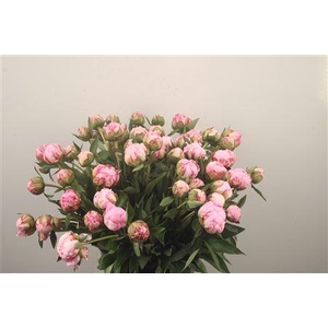 Paeo L Sarah Bernhard Pink Ex