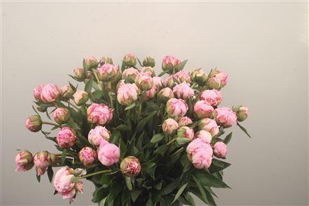<h4>Paeo L Sarah Bernhard Pink Ex</h4>