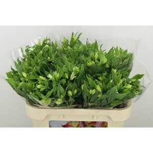 Alstr Fl Charmelia White