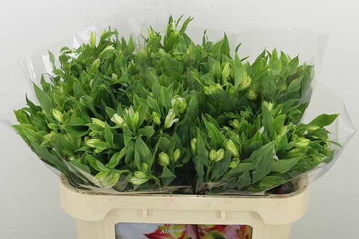 <h4>Alstr Fl Charmelia White</h4>