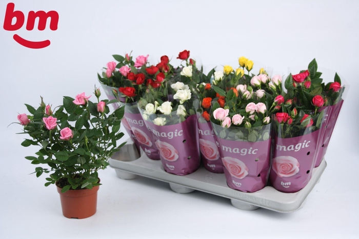 <h4>Rosa Beau Monde gemengd</h4>