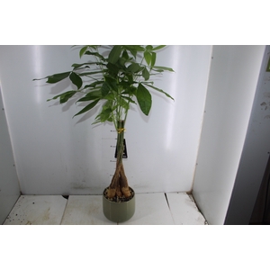 COQ. PLANTAS ORN. T5