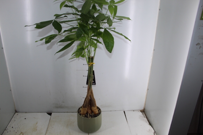 COQ. PLANTAS ORN. T5