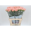 Dianthus St Lege Marrone