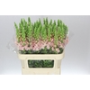 Antir Avignon Light Pink