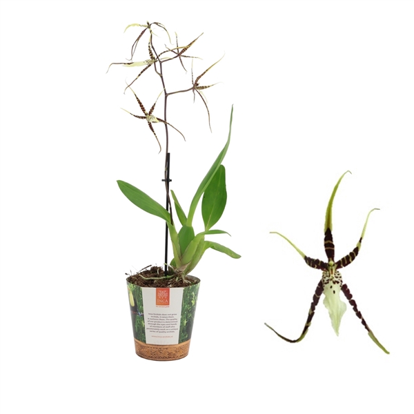 <h4>Inca Brassia Toscane 1 spike in Jungle cover</h4>