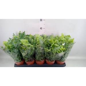 Phlebodium aureum 'Davana'
