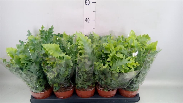 <h4>Phlebodium aureum 'Davana'</h4>