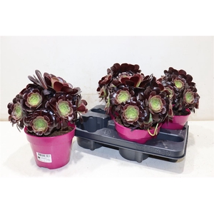 Aeonium Ab Velours