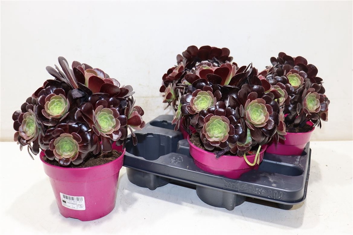 <h4>Aeonium Ab Velours</h4>
