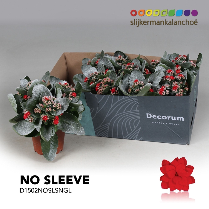 <h4>Kalanchoe No Sleeve - Red with snow/sneeuw and glitter - kerst</h4>